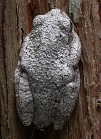 Southern Gray Treefrog